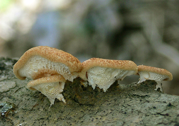 trúdnik veľkopórový Neofavolus alveolaris (DC.) Sotome & T. Hatt.