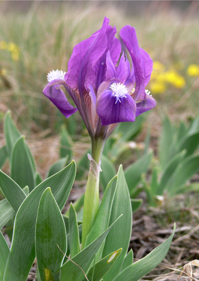 kosatec nízky Iris pumila L.