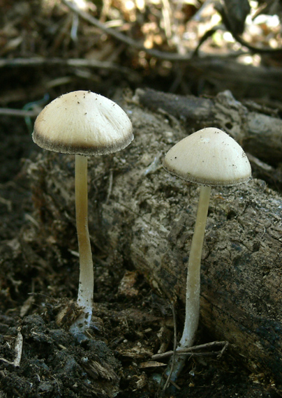 drobuľka ? Psathyrella sp.