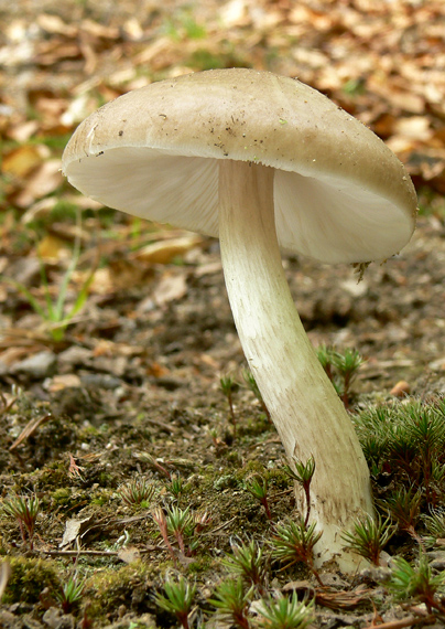 štítovka jelenia Pluteus cervinus (Schaeff.) P. Kumm.