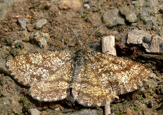 piadivka vresová Ematurga atomaria