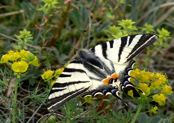 vidlochvost ovocný Iphiclides podalirius