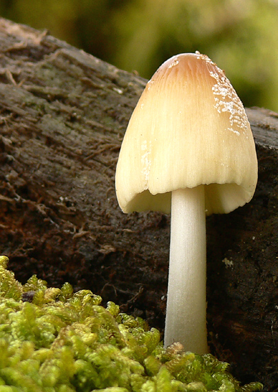 hnojník okrový Coprinellus domesticus (Bolton) Vilgalys, Hopple & Jacq. Johnson