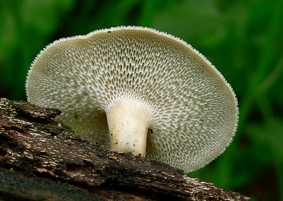 trúdnik plástovitý Lentinus arcularius (Batsch) Zmitr.