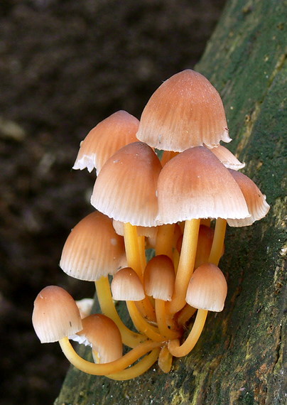 prilbička žltohlúbiková Mycena renati Quél.