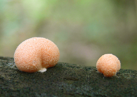 vlčinka červená Lycogala epidendrum (J.C. Buxb. ex L.) Fr.