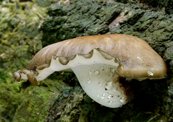 trúdnik tmavohlúbikový Royoporus badius (Pers.) A.B. De