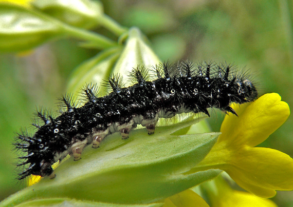 hnedáčik chrastavcový Euphydryas aurinia