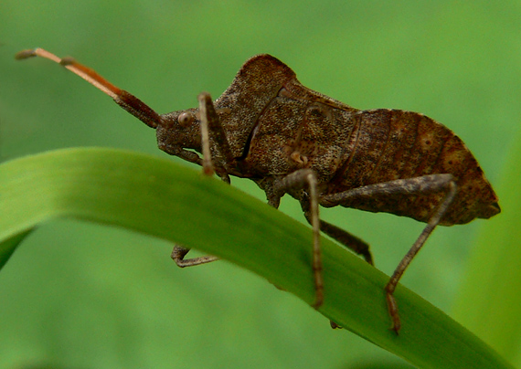 obrúbnica štiavová Coreus marginatus