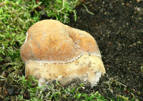 hríb sosnový Boletus pinophilus Pil. et Dermek in Pil.