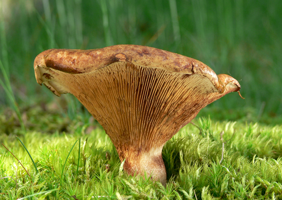 čechračka podvinutá Paxillus involutus (Batsch) Fr.