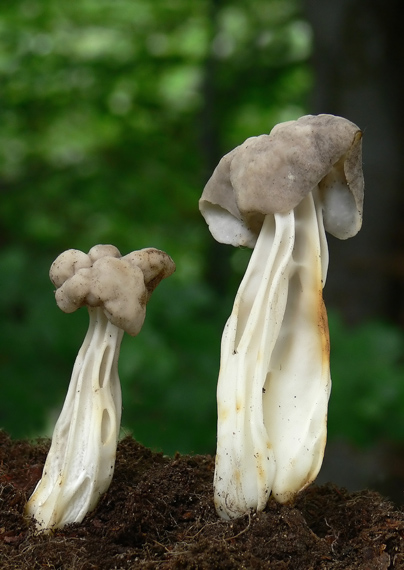 chriapač jamkatý Helvella lacunosa Afzel.