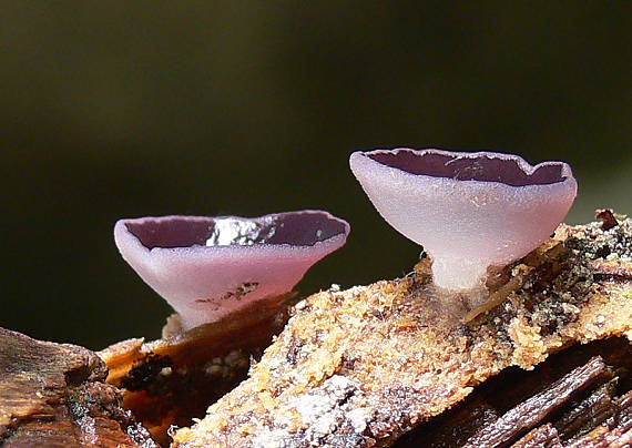 čiaška Peziza sp.