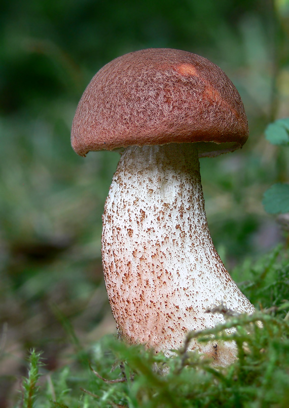 kozák dubový Leccinum aurantiacum (Bull.) Gray