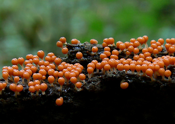 vlasnačka Trichia decipiens var. decipiens (Pers.) T. Macbr.