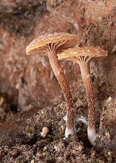 smeťovka poprášená Tubaria conspersa (Pers.) Fayod