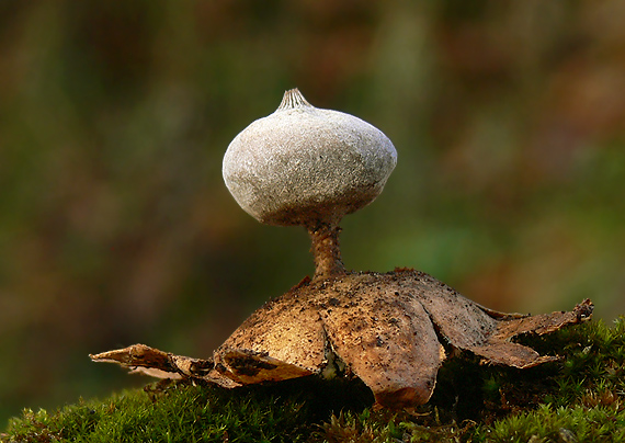 hviezdovka dlhokrčková Geastrum pectinatum Pers.