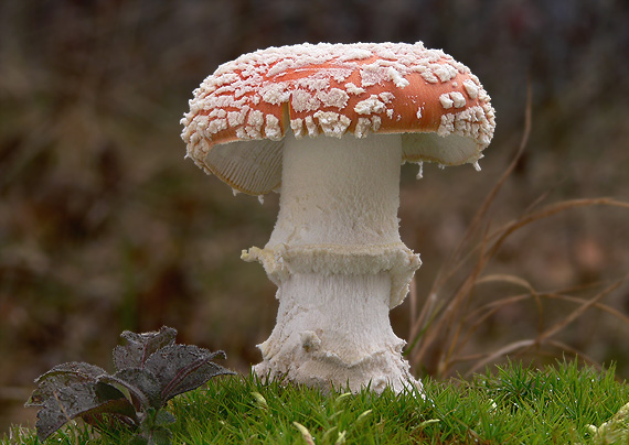 muchotrávka červená Amanita muscaria (L.) Lam.