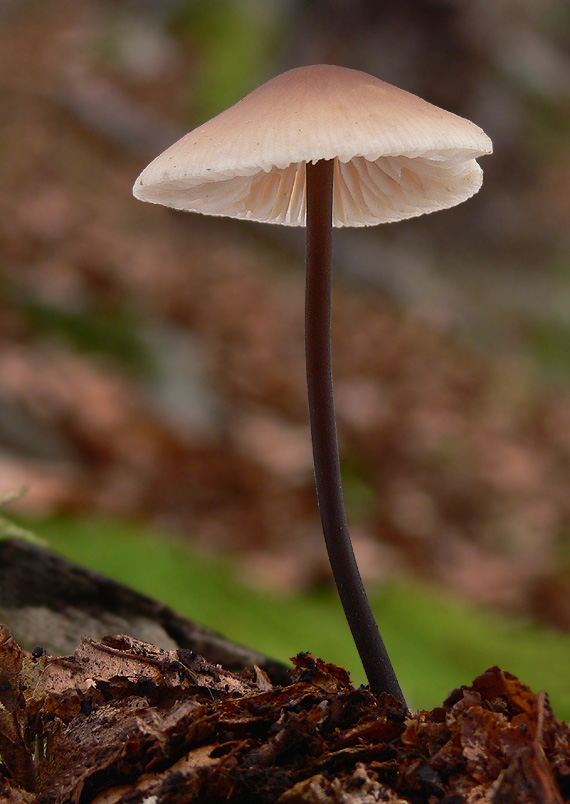 tanečnica cesnaková Mycetinis alliaceus (Jacq.) Earle ex A.W. Wilson & Desjardin