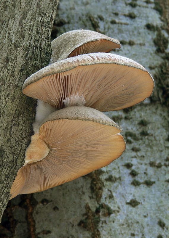 pňovka neskorá Sarcomyxa serotina (Pers.) P. Karst.