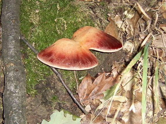 pečeňovec dubový Fistulina hepatica (Schaeff.) With.