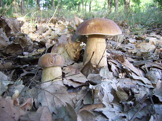 hríb dubový Boletus reticulatus Schaeff.