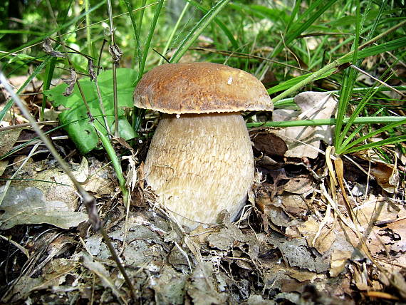 hríb dubový Boletus reticulatus Schaeff.