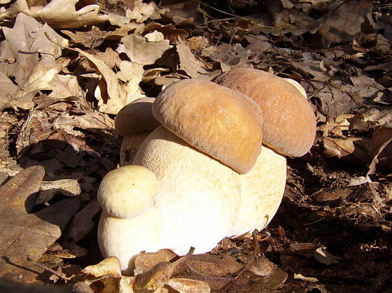 hríb Boletus sp.