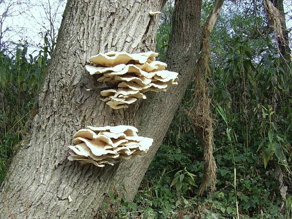 sírovec obyčajný Laetiporus sulphureus (Bull.) Murrill