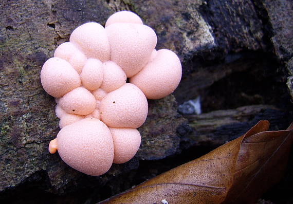 vlčinka červená Lycogala epidendrum (J.C. Buxb. ex L.) Fr.