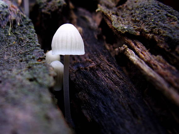 prilbička Mycena sp.