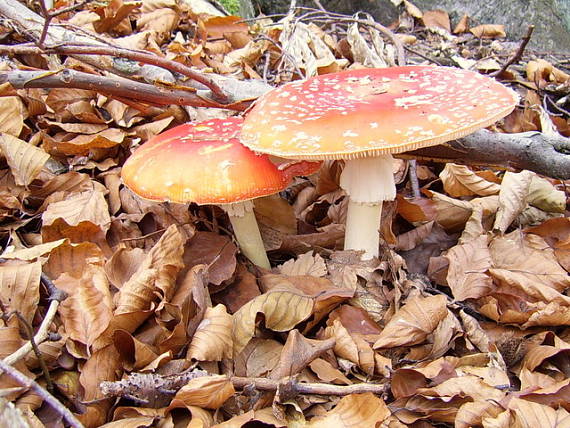 muchotrávka červená Amanita muscaria (L.) Lam.