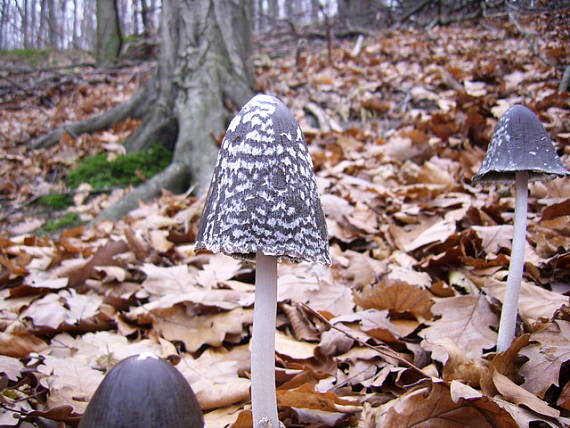 hnojník Coprinus sp.