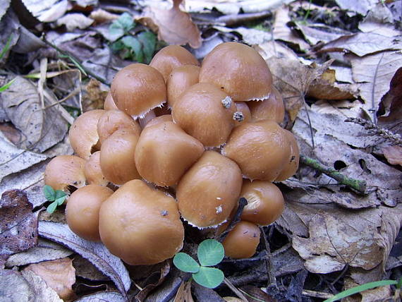 drobuľka Psathyrella sp.