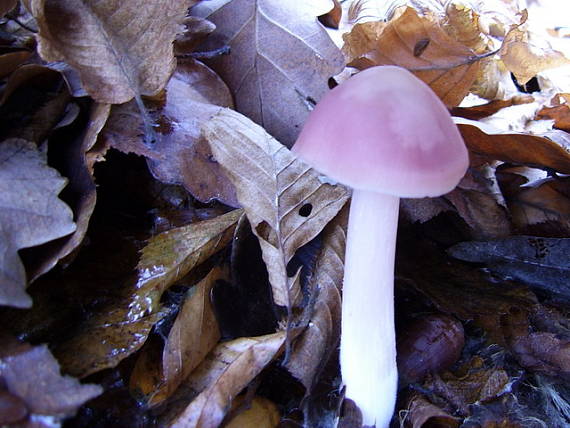 prilbička ružovkastá Mycena rosea Gramberg