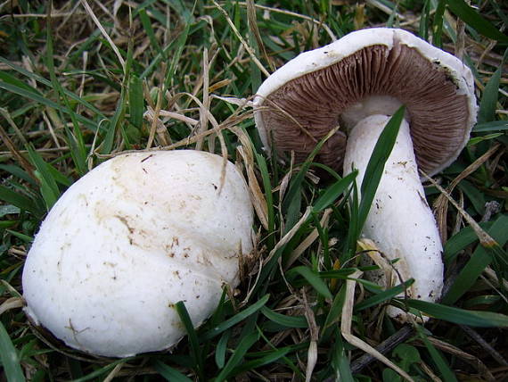 pečiarka Agaricus sp.