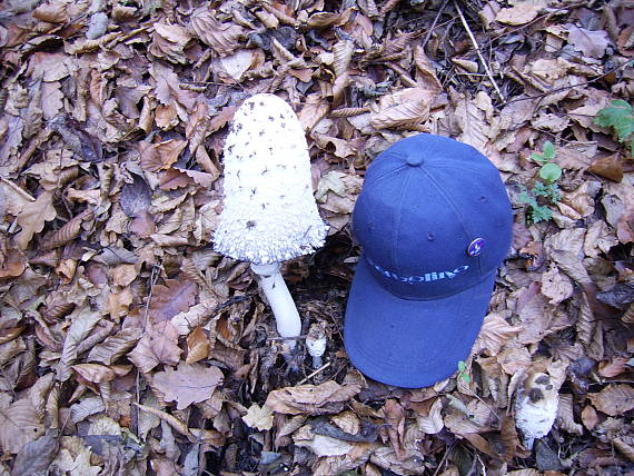 hnojník-obor Coprinus comatus (O.F. Müll.) Pers.