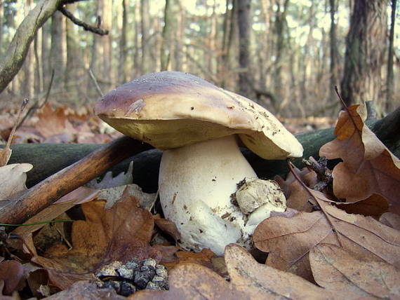 hríb Boletus sp.