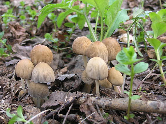 hnojník Coprinus sp.