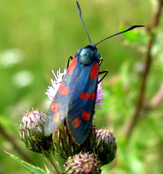 vretienka  obyčajná Zygaena  filipendulae