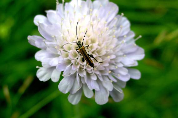 stehenáč zelenavý Oedemera virescens