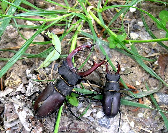 roháč obyčajný Lucanus  cervus