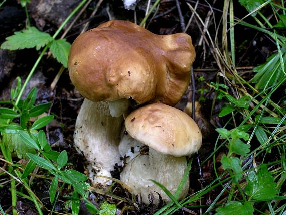 hríb  smrekový Boletus  edulis