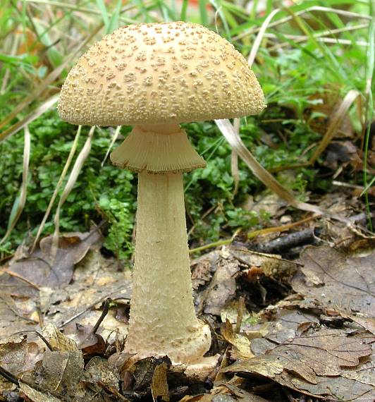 muchotrávka  červenkastá Amanita  rubescens