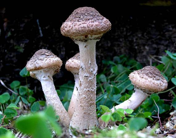 podpňovka tmavá Armillaria ostoyae (Romagn.) Herink