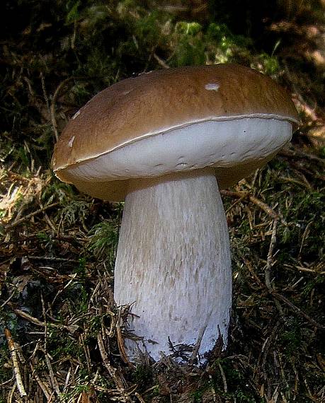 hríb smrekový Boletus edulis Bull.