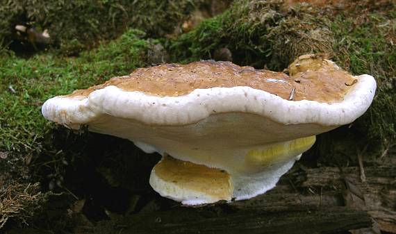 práchnovček pásikavý Fomitopsis pinicola (Sw.) P. Karst.