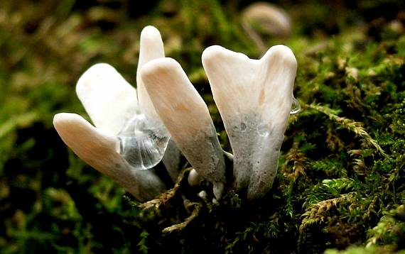 drevnatec parohatý Xylaria hypoxylon (L.) Grev.