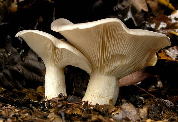 strmuľka inovaťová Clitocybe nebularis (Batsch) P. Kumm.