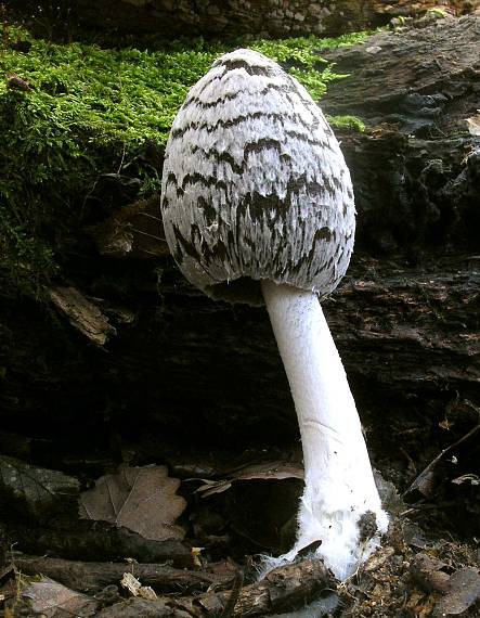 hnojník strakatý Coprinopsis picacea (Bull.) Redhead, Vilgalys & Moncalvo